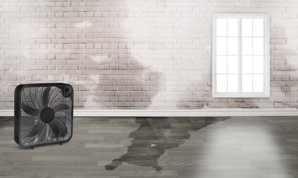 Best Sewage cleanup and water damage restoration  in Woodville, MS